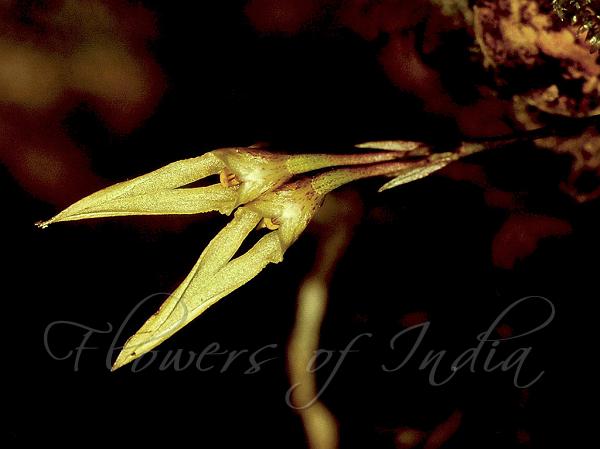 Ketti Bulb-Leaf Orchid